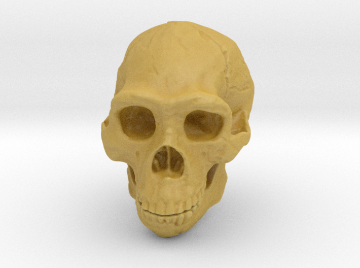 Real Skull : Homo erectus (Scale 1/4) 3d printed