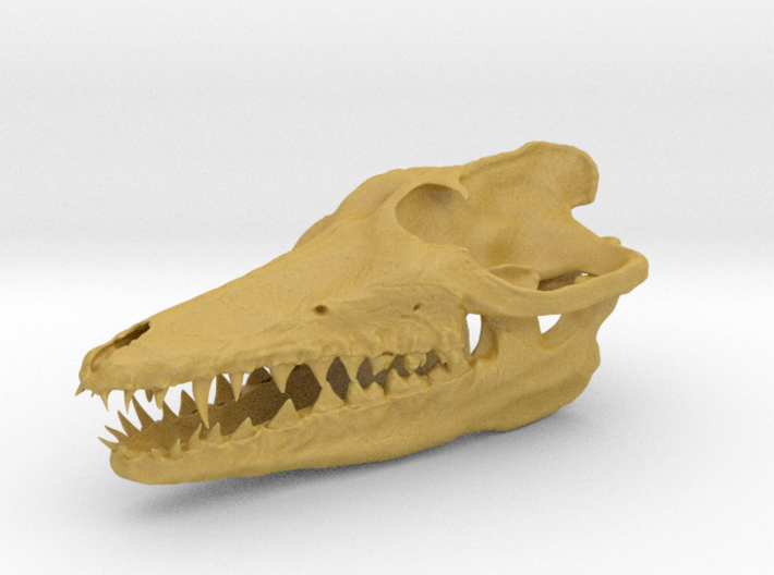 2cm. pakicetus skull 3d printed 