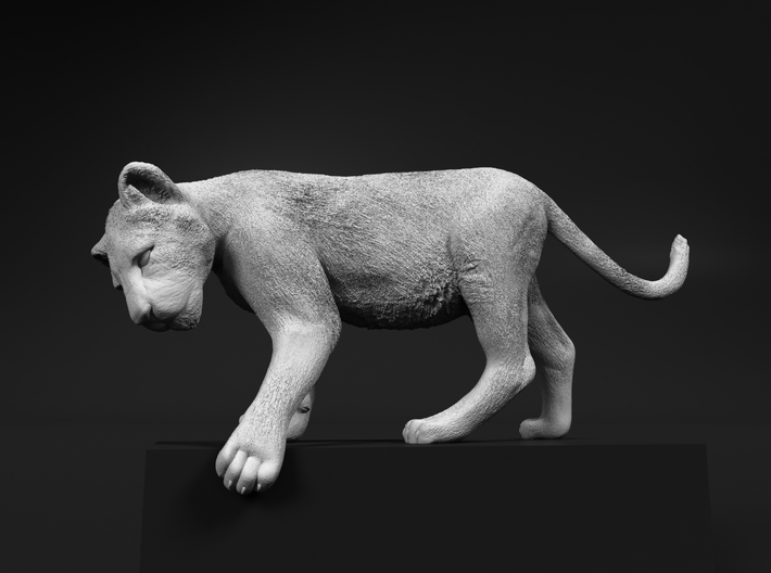 Lion 1:43 Cub reaching for something 3d printed