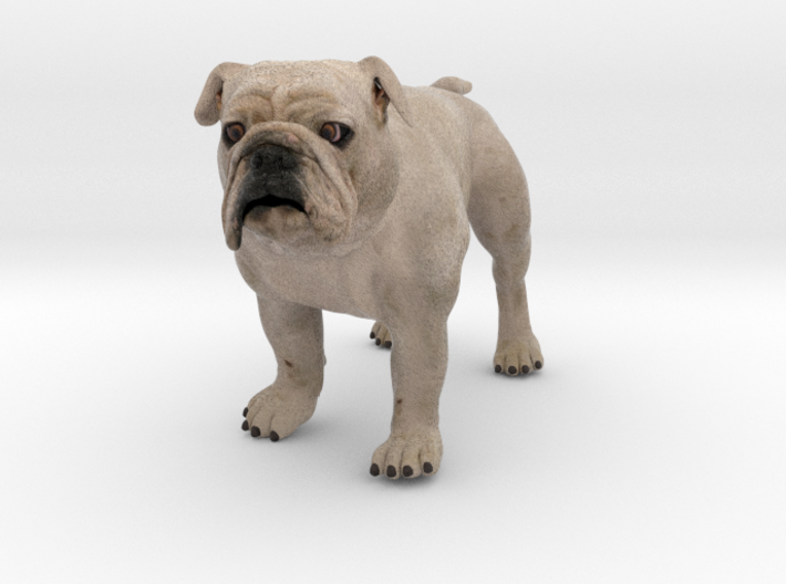 Bulldog XXL Full Color Sandstone - hollow 3d printed 