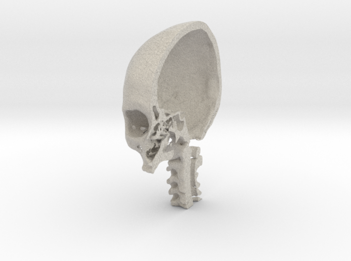 Half skull, full size, created from CT scan data 3d printed 