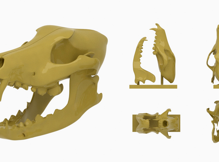  3D Printed Wolf Skull Model (1:6 Scale ) 3d printed 