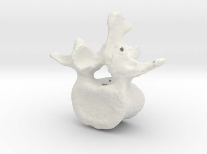 L3 lumbar vertebral body 3d printed