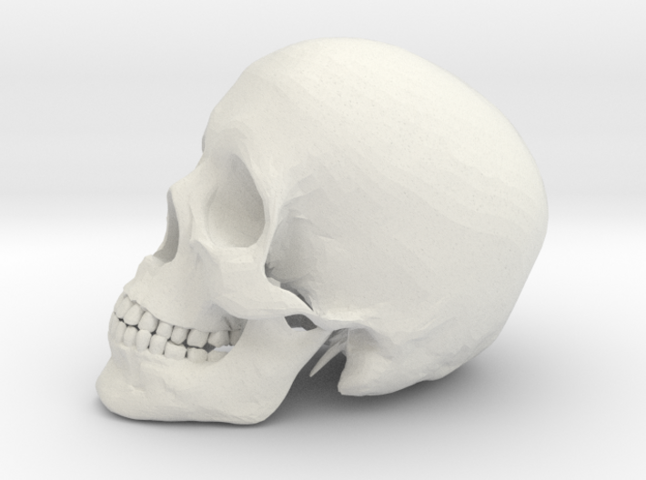 Detailed Human Skull (Life sized) 3d printed