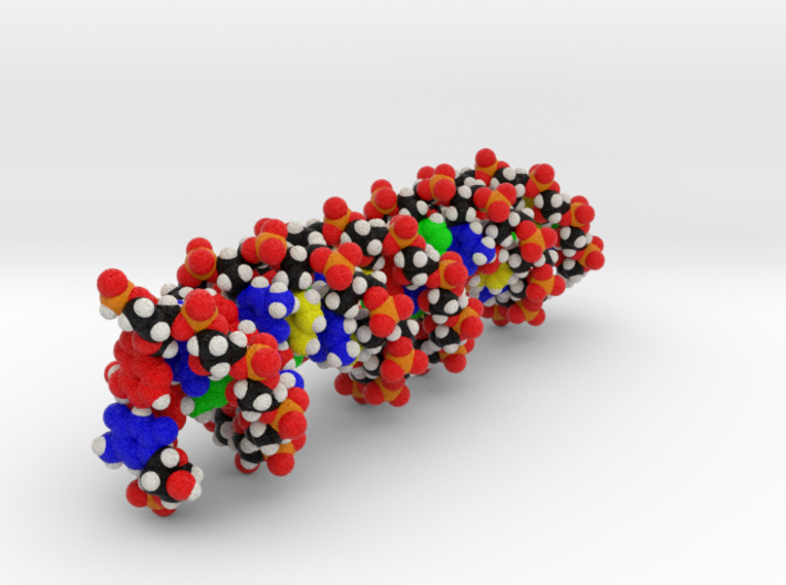 DNA Model &quot;Miescher&quot;, 2 Sizes. 3d printed