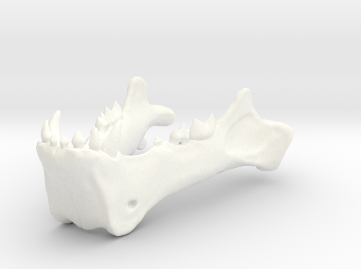 Homotherium skull, mandible 3d printed