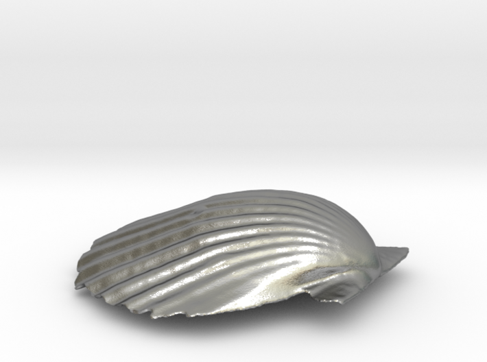 Scallop Shell 3d printed