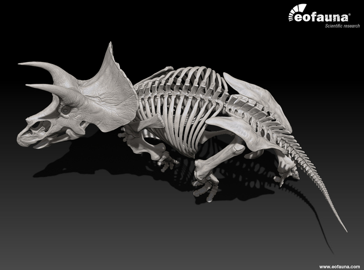 Triceratops horridus skeleton 1:48 scale 3d printed 3D Triceratops skeleton by EoFauna, 2014