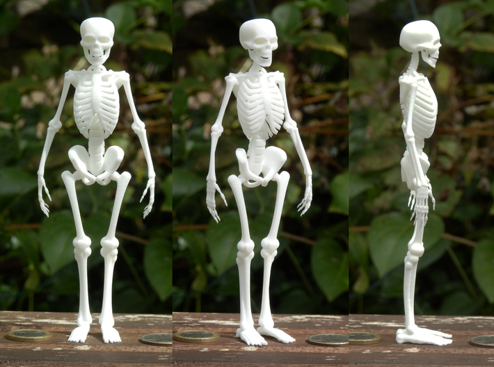 Free Standing Skeleton Figure 3d printed