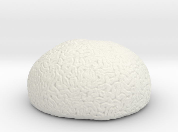 Brain Coral 3d printed