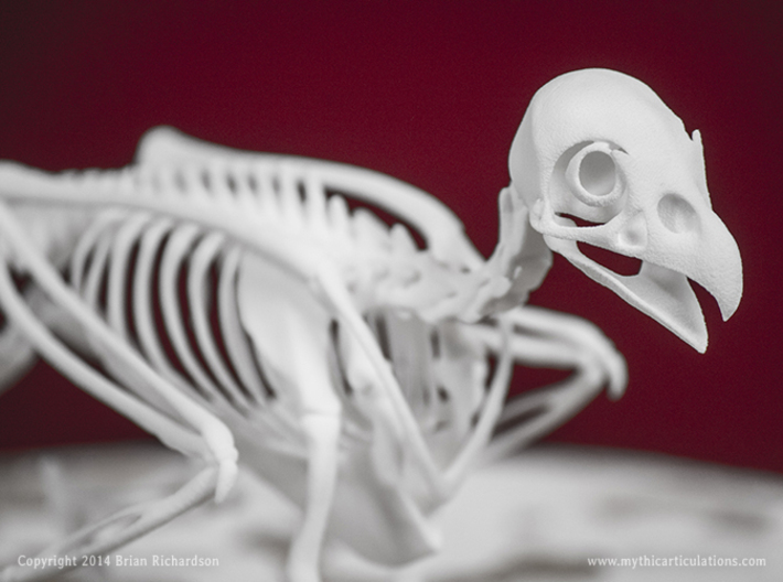 Griffin Skeleton 3d printed 