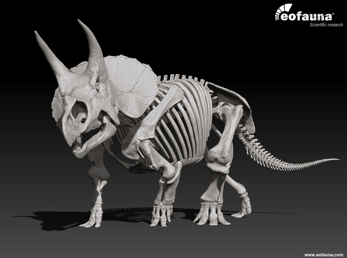 Triceratops horridus skeleton 1:20 scale 3d printed 3D Triceratops skeleton by EoFauna, 2014