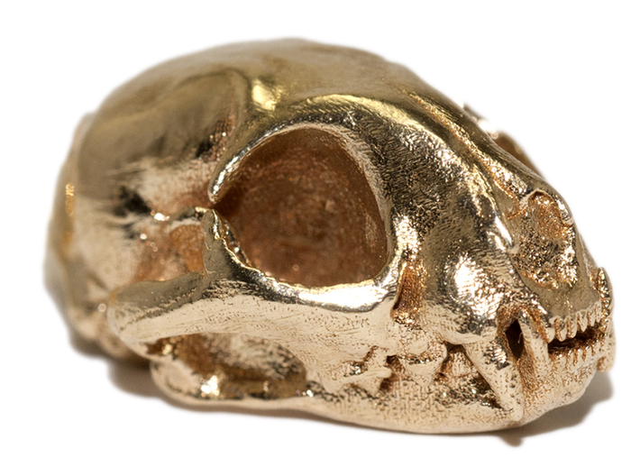 Cat skull - 45 mm 3d printed