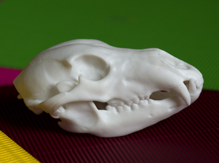 Bear Skull. Jointed Jaw. 10cm 3d printed Realistic, anatomically authentic Brown Bear Skull