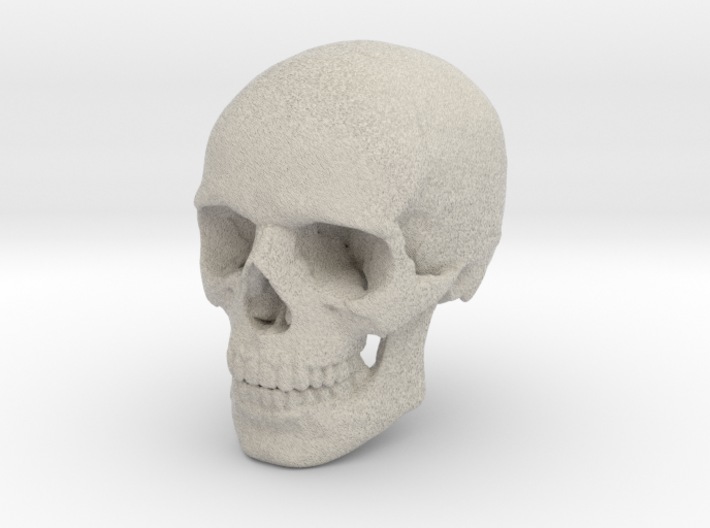 18mm 0.7in Human Skull Crane Schädel че́реп 3d printed