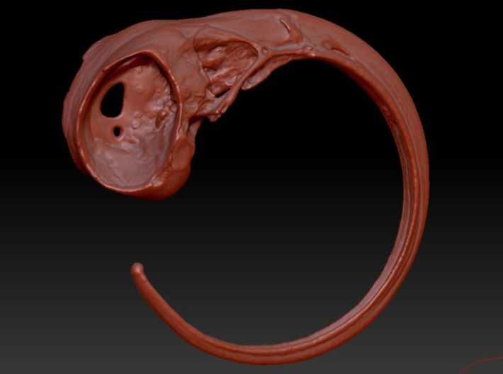 Hummingbird Skull Ring 3d printed Rendering in red wax