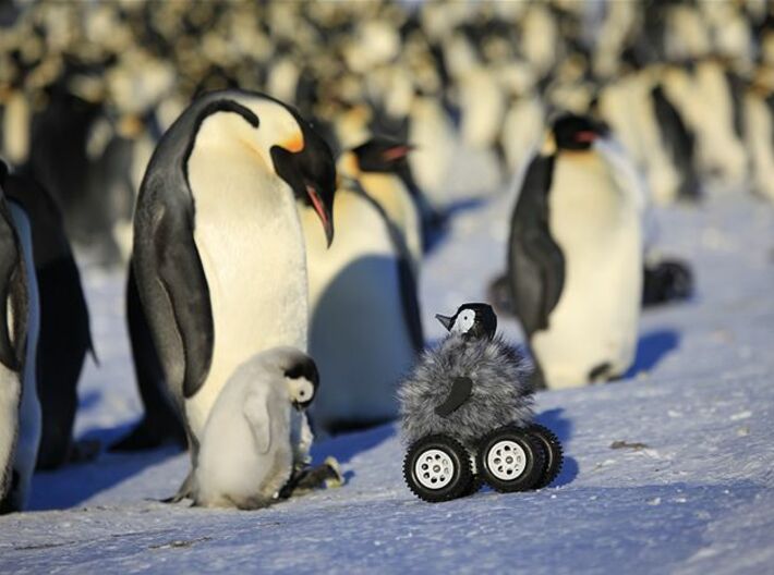 Robo Penguin meets the real Penguins Digital Art by Rachel Lawson