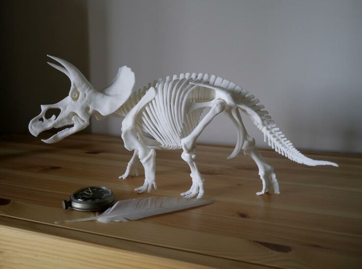 Triceratops horridus skeleton 1:20 scale 3d printed 