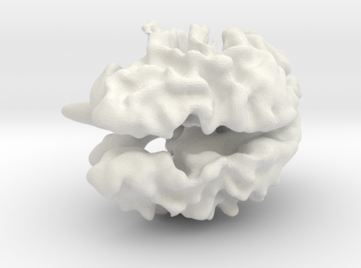 Brain White Matter 3d printed