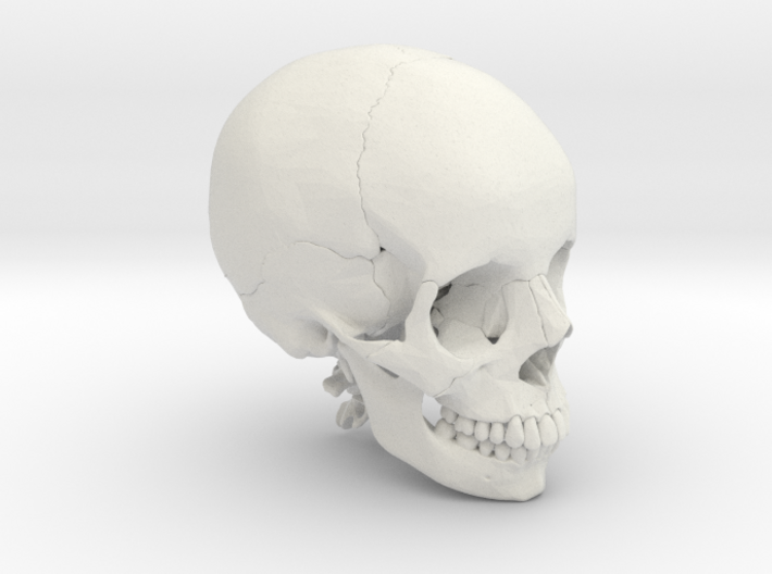 Human skull with colored bone - 1/2 life size 3d printed