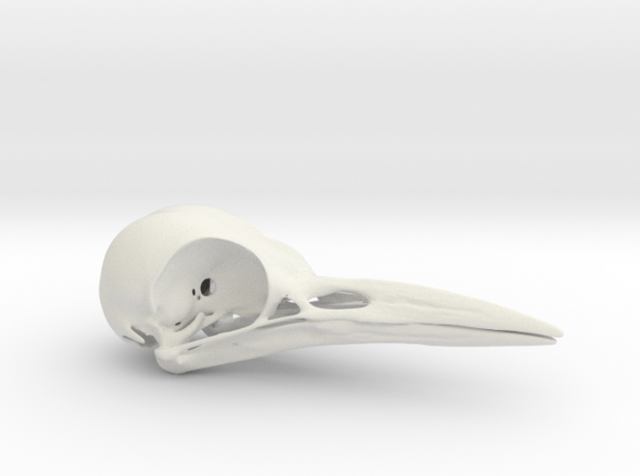 Woodpecker Skull 3d printed 