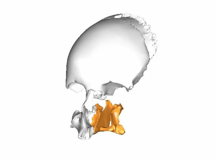 Palatines and Vomer Bone Ornament 3d printed Location of the Vomer bone in your face