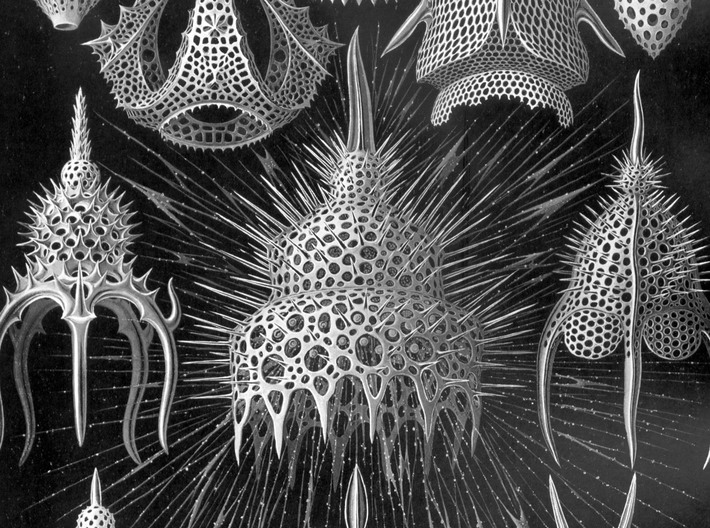Calocyclas Radiolarian pendant 3d printed Ernst Haeckel's drawing of Calocyclas