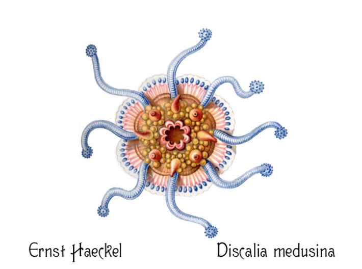Discalia Jellyfish pendant 3d printed Ernst Haeckel's drawing of Discalia