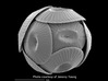 Coccolithus Coccolithophore Plankton Earrings  3d printed Micrograph of Coccolithus pelagicus