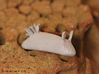 Unna the Nudibranch (Sea Bunny) 3d printed Polished Metallic Plastic