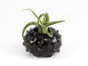 Succulent Sea Urchin Air Planter 3d printed Gloss Black Porcelain