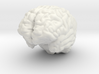Human Brain 3d printed 