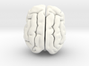 Cheetah brain 3d printed 