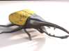 Hercules Beetle Color 3d printed 