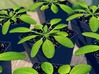 Large Arabidopsis Rosette pendant 3d printed Arabidopsis plants