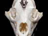 Black Bear Skull -1/5 life size 3d printed stainless steel print resting on the bear skull