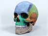 Artist Sculpted Skull For Reference 3d printed Digital render of 3/4 angle