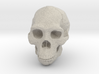 Real Skull : Homo erectus (Scale 1/4) 3d printed 