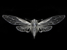 Cicada 3d printed material: sterling silver. Photograph by Andrew Grodner.