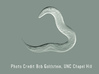C. elegans Nematode Worm Pendant  3d printed Micrograph of Caenorhabditis elegans