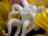 Orchid Octopus Hair Comb 3d printed 