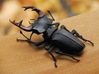 Articulated Stag Beetle (Lucanus cervus) 3d printed Shown painted with acrylics.