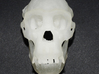 Chimpanzee skull - 77 mm 3d printed Plastic print