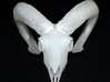 Ram Skull - 9 inches  3d printed 