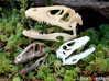 Dinosaur Skull 30mm pendant 3d printed Photo show larger 5cm version in Stainless Steel (bottom left)