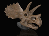 Triceratops Skull 3d printed 