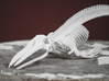 Giglioli's Whale Skeleton 3d printed 