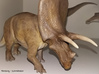 Torosaurus (Medium/Large size) 3d printed 