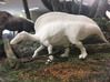 Ouranosaurus (Medium/Large size) 3d printed 