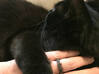 Cat Face in Black Matte Steel 3d printed Shown in Matte Black